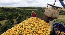 safra de laranja