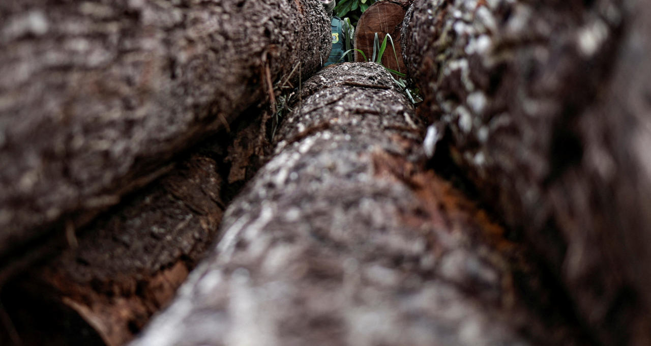 Floresta Amazônica