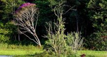 Estoques, Carbono, Brasil