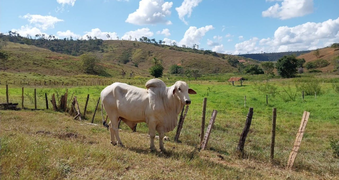 boi guzerá