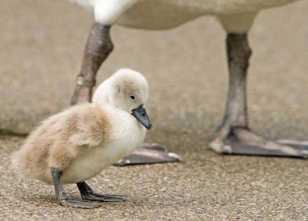 patinho feio cisne