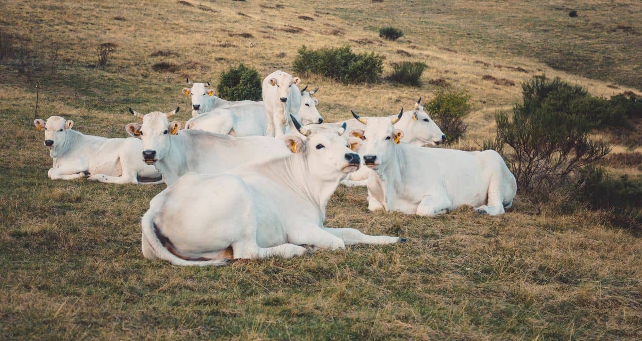 boi gordo carne bovina agro