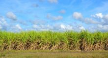 brasilagro etanol açúcar