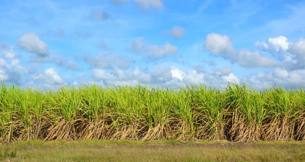 brasilagro etanol açúcar 