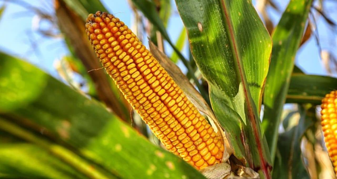 milho clima el niño colheita 