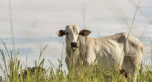 boi gordo carne bovina