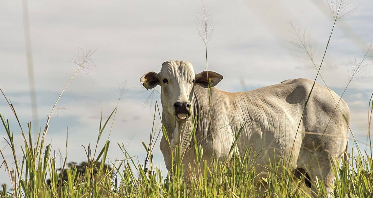 boi gordo carne bovina 