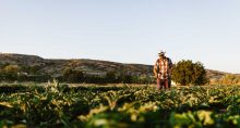 fertilizantes, safra de verão, safrinha, índice, commodities