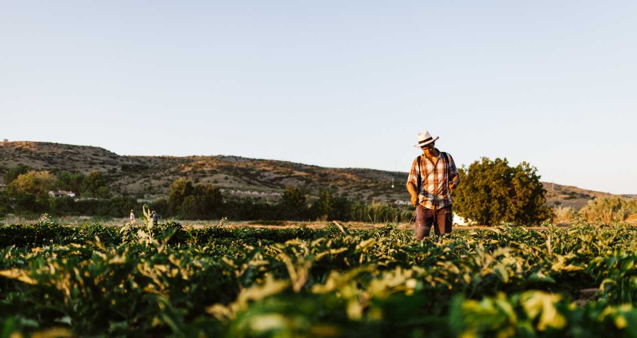 fertilizantes, safra de verão, safrinha, índice, commodities