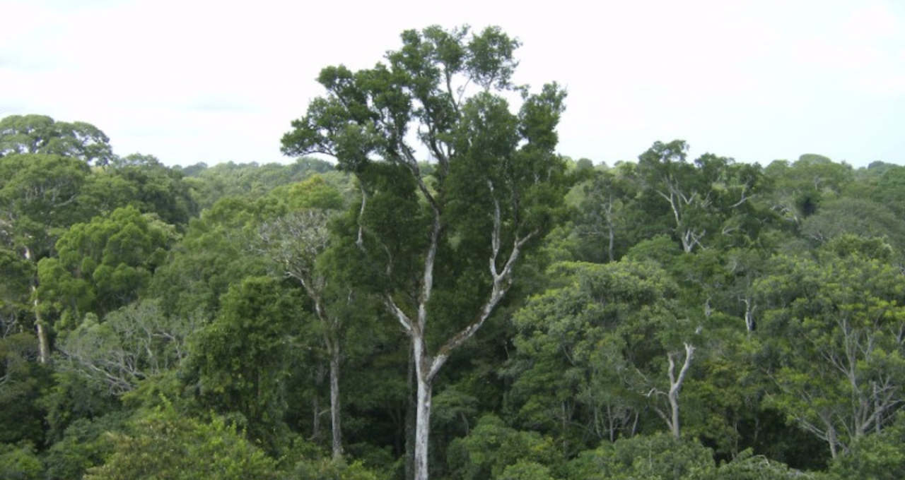 pagamento por serviços ambientais crédito de carbono