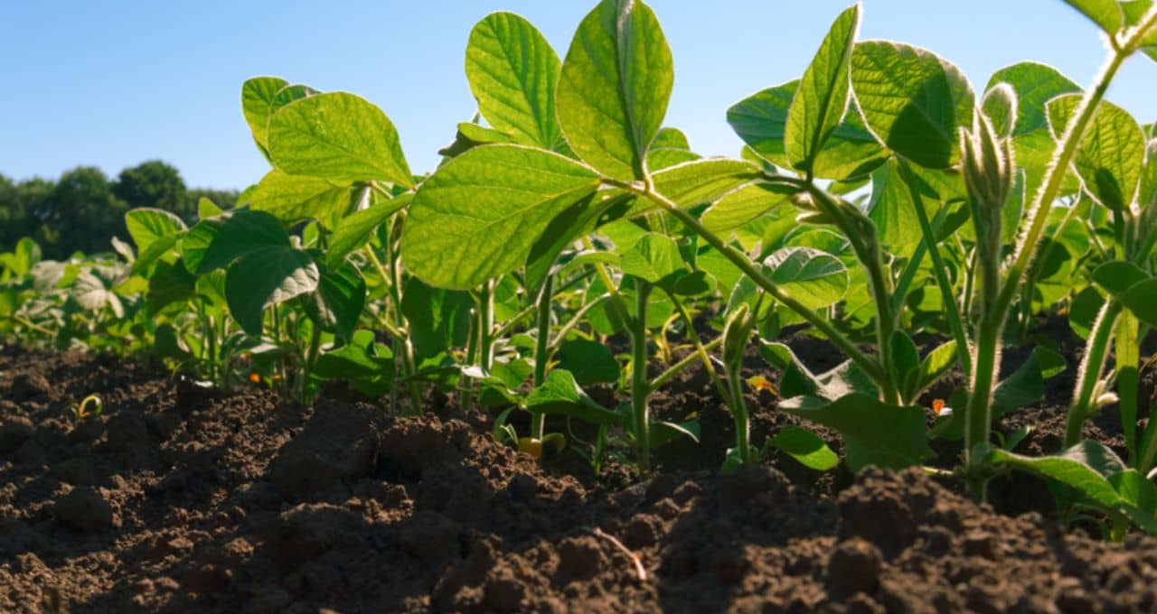 agrotóxicos ministério da agricultura 