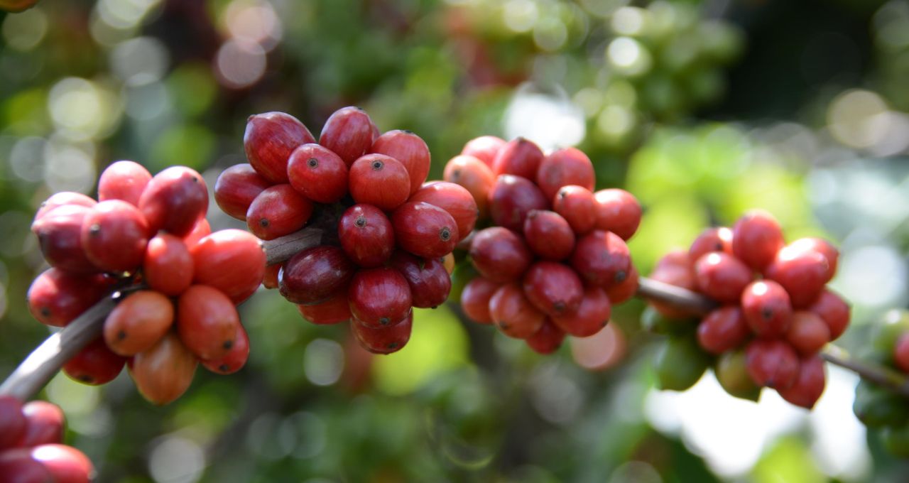 café conilon espírito santo