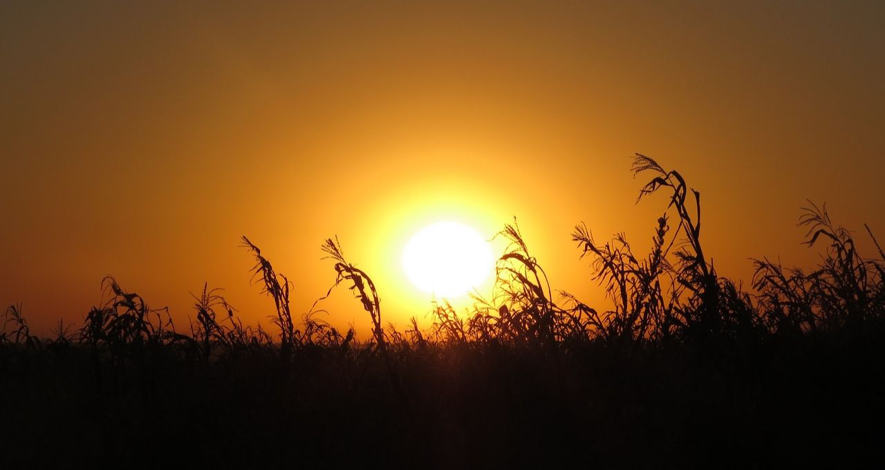 el nino onda de calor