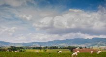 Agro, Carnes, Grãos, Etanol, Açúcar, Mercados, Soja, Trigo, Milho, Suínos, Bovino, Frango