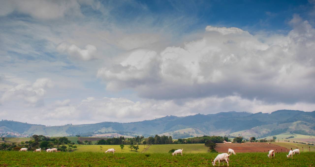 Agro, Carnes, Grãos, Etanol, Açúcar, Mercados, Soja, Trigo, Milho, Suínos, Bovino, Frango