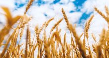 Arroz, Agro Times, Agricultura, Conab, Carlos Fávaro, Rio Grande do Sul