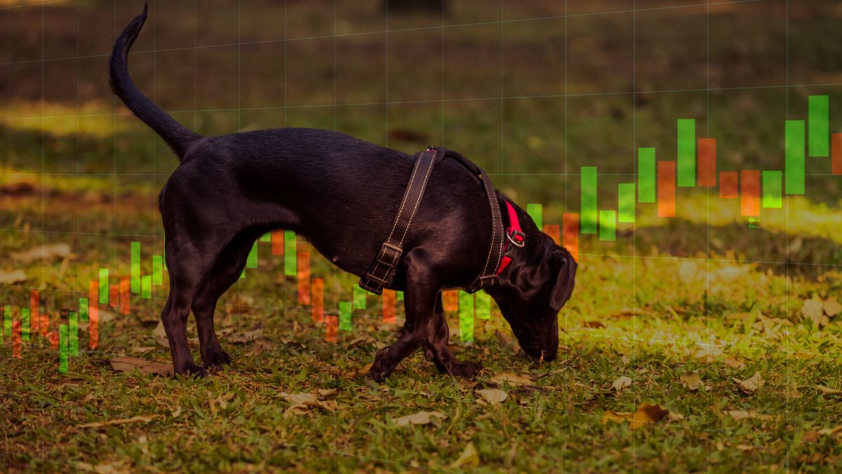 cão farejador da bolsa robô lucros