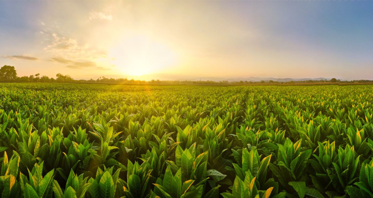 agro ações