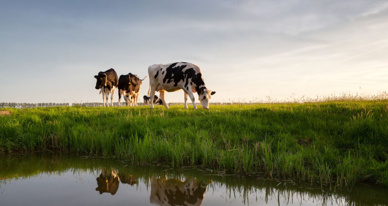 Agronegócio carbono agro