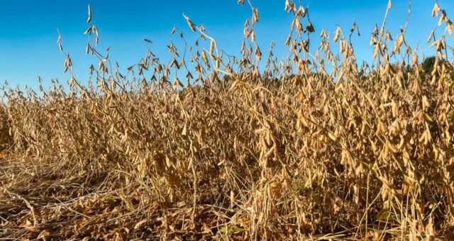 Clima dificulta plantio de grãos em regiões do RS e produtor fala em plantar somente 60% da área de soja