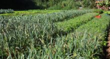 agricultura-terras-agricolas