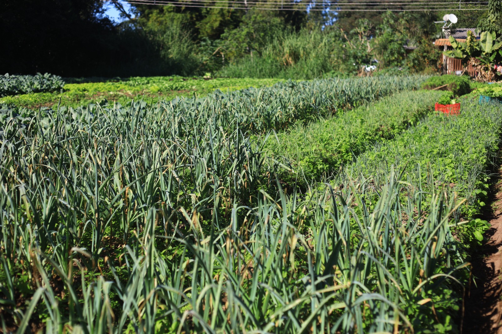 agricultura-terras-agricolas