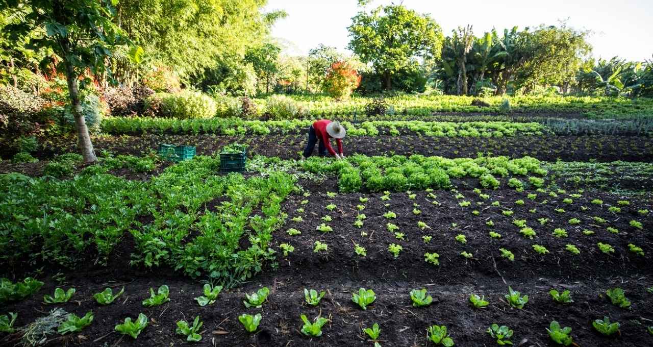 Agricultura familiar